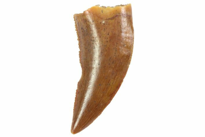 Serrated, Raptor Tooth - Real Dinosaur Tooth #80060